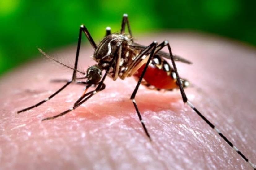 Mossoró-RN poderá ser a primeira cidade do Brasil a iniciar vacinação contra a dengue