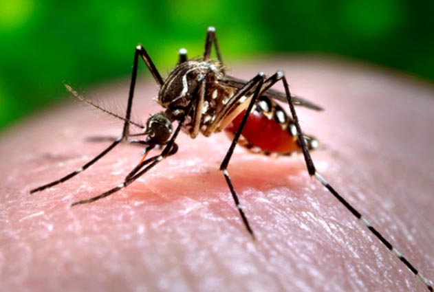 RN notificou quase 6,5 mil casos de dengue e confirmou pouco mais de 1,1 mil