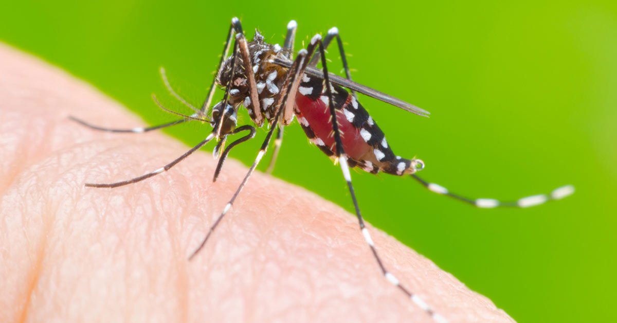 Casos de chikungunya cresceram mais de 360% no Rio Grande do Norte